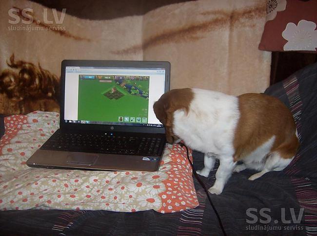  Autors: zammaz Dzīvoklis...Suns...Laptops...