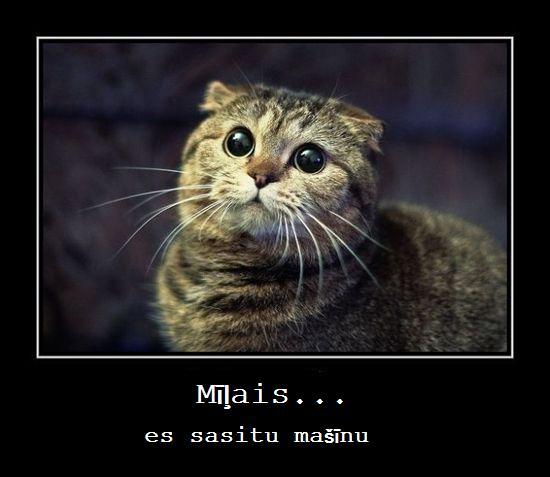  Autors: Pūcēns Melnie rāmīši.