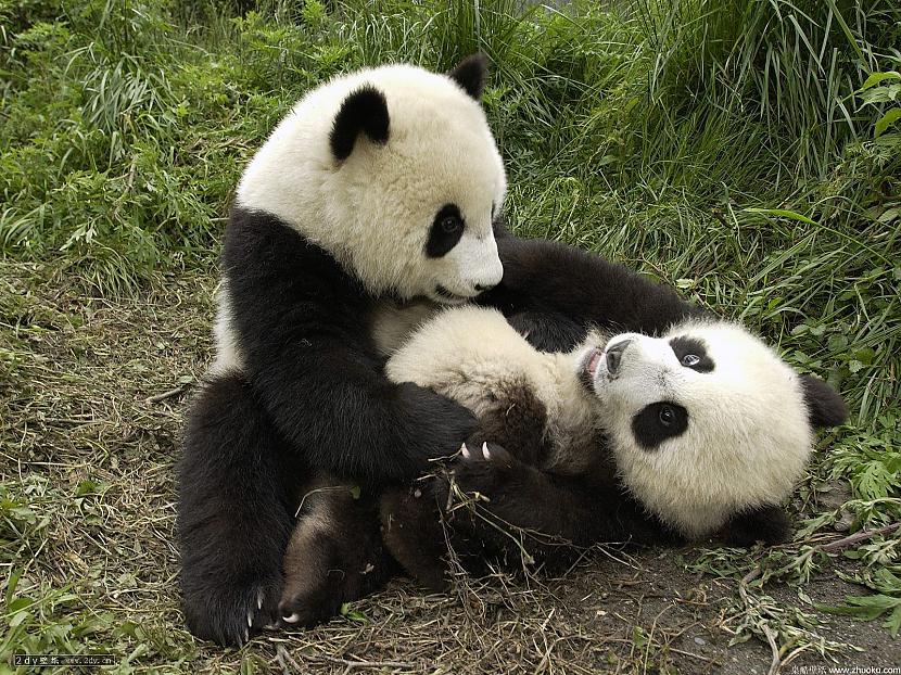  Autors: ashantyy Pandaa:)
