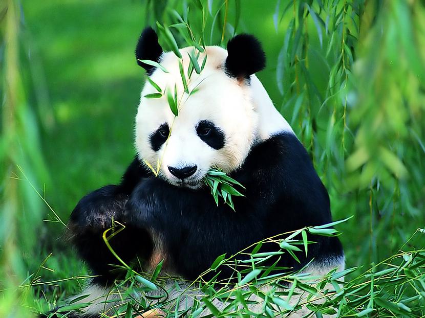  Autors: ashantyy Pandaa:)