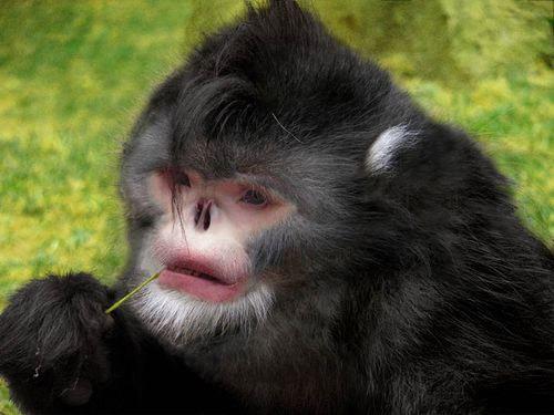 The SnubNosed Monkey  mērkaķis... Autors: kruuz 15 dzīvnieki, kuri nav taisīti uz Photoshop