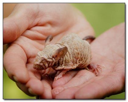 Rhino Mice  degunradža pele  Autors: kruuz 15 dzīvnieki, kuri nav taisīti uz Photoshop