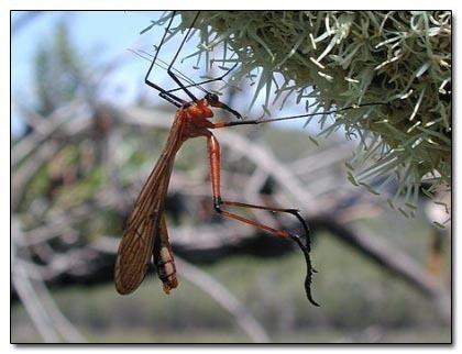 Scorpionfly  skorpiona un... Autors: kruuz 15 dzīvnieki, kuri nav taisīti uz Photoshop