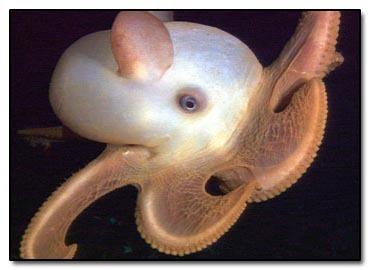 Dumbo Octopus astoņkājiskas... Autors: kruuz 15 dzīvnieki, kuri nav taisīti uz Photoshop