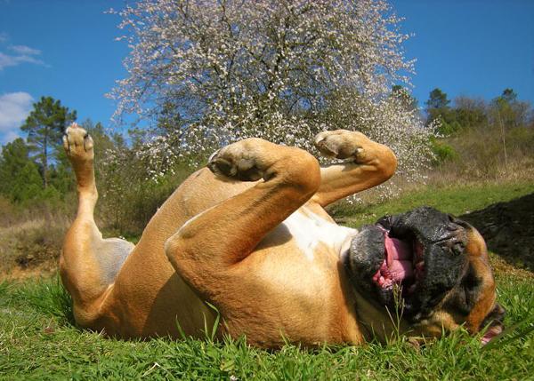 BOKSERI  Šie suņi ir... Autors: sunshinee Bīstamākie suņi pasaulē.