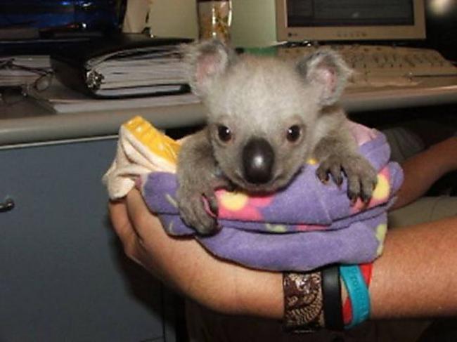  Autors: byDZERA Izglāb Koalas!!!!