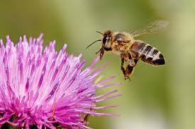 Lai savāktu 1 kilogramu medu... Autors: citrons111 interesanti fakti par dzīvniekiem !