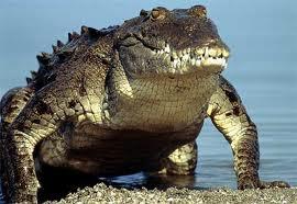 Krokodili lai varētu dziļāk... Autors: citrons111 interesanti fakti par dzīvniekiem !
