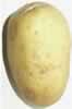 Ābols kartupelis vai citrons... Autors: Creepymeow Kartupeļa baterija.
