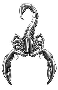 Skorpions Simbolizē nodevību... Autors: Sadwolf Dzīvnieku tetovējumu nozīme.
