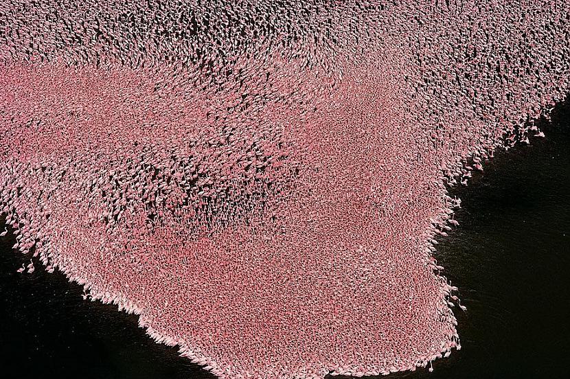 Flamingo Nakuru ezerā Kenija Autors: KorAva Tā izskatās mūsu mājas no augšas