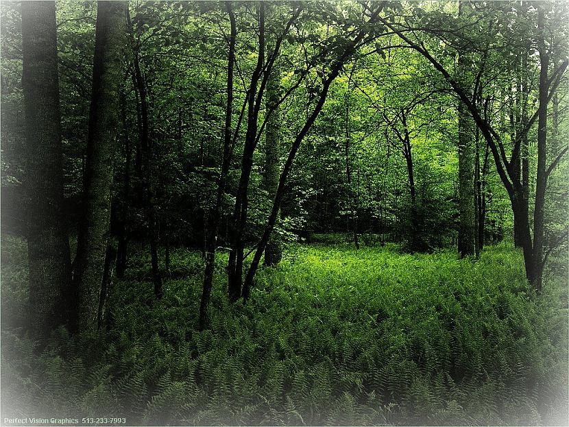  Autors: TheLittlebuu Forest..