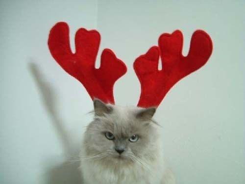 Autors: Fosilija Smieklīgi Ziemassvētku kaķi .
