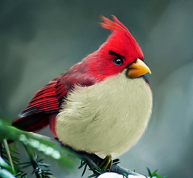  Autors: Eiropa Angry Birds "reālie" putni