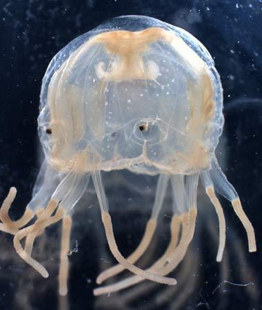 Cubozoa klases medūzas... Autors: fishmafia Bīstamākie jūras radījumi.