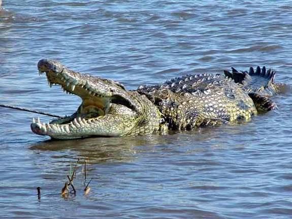 Sālsūdens krokodils Scaronie... Autors: fishmafia Bīstamākie jūras radījumi.