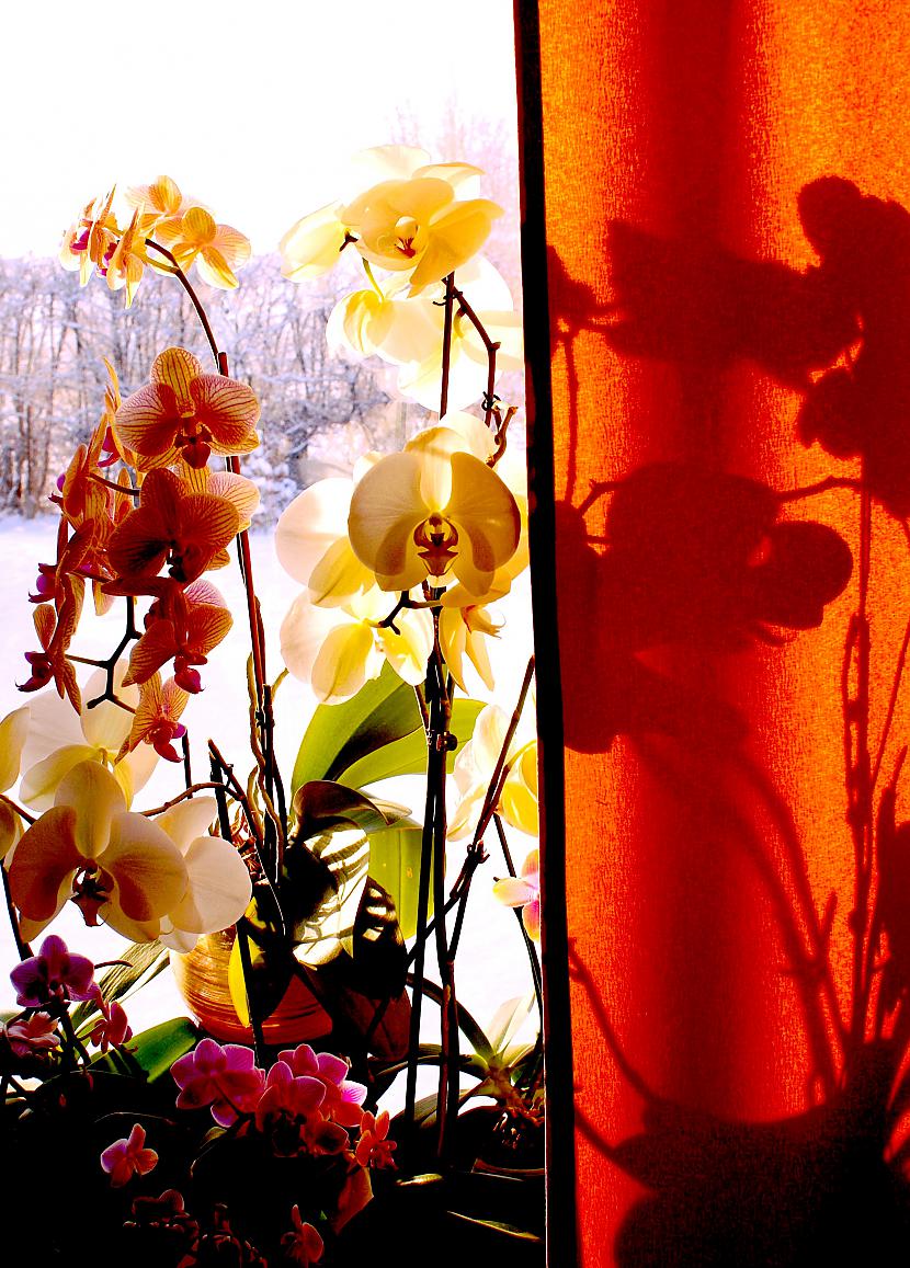  Autors: Fosilija Orhidejas