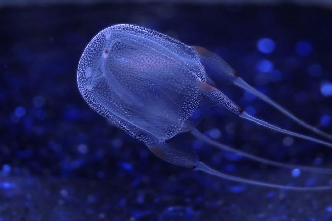 Kast medūza ir viena no... Autors: PhantomMadness Austrālijas nāvīgākie dzīvnieki!