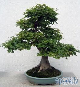  Autors: mandariinc. bonsai kociņš.
