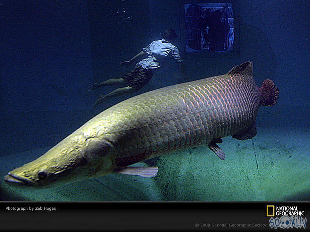  Autors: Fosilija Amazones milzu zivs Arapaima