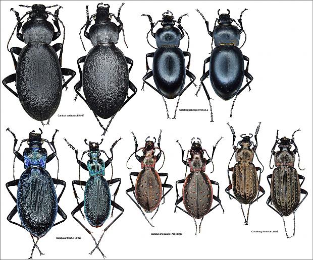  Autors: Bulldog Carabus - Lielā skrejvabole