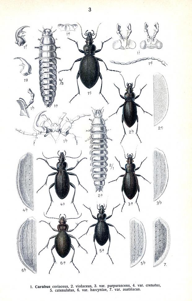  Autors: Bulldog Carabus - Lielā skrejvabole