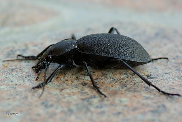  Autors: Bulldog Carabus - Lielā skrejvabole