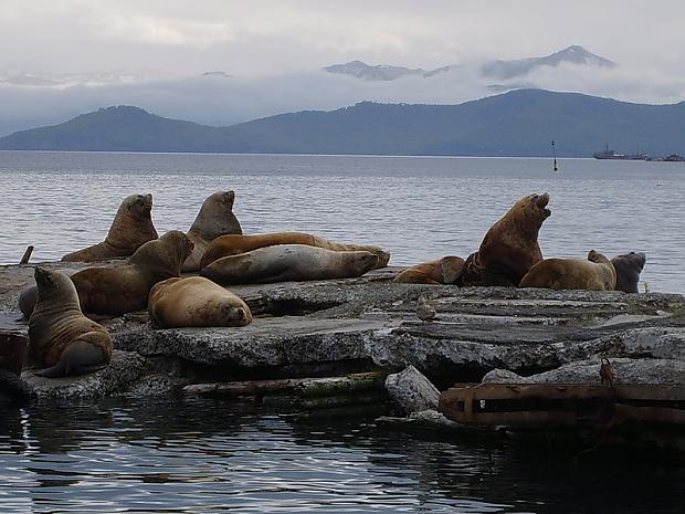  Autors: Gerkāns Kamchatka