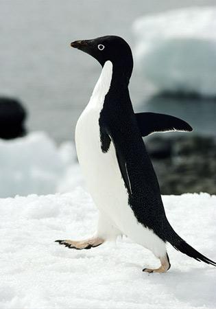  Autors: gangsteris biologija - pingvini
