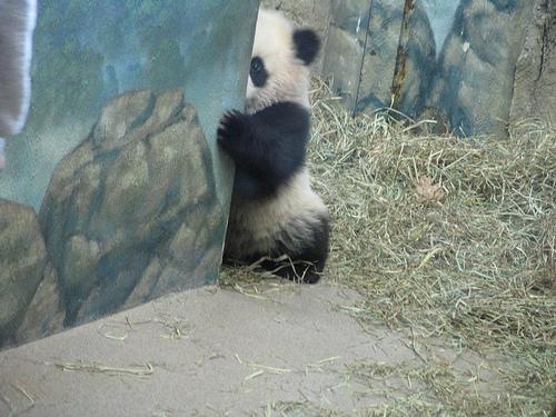  Autors: gangsteris pandas