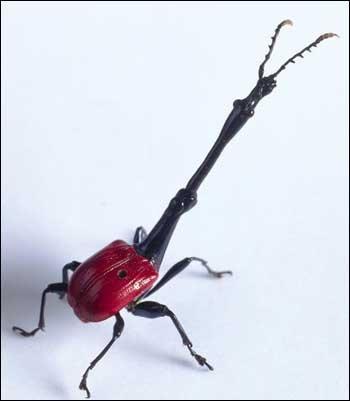 The Giraffe Weevil AKA the... Autors: Brezhnews Dzīvnieki no jūsu murgiem...