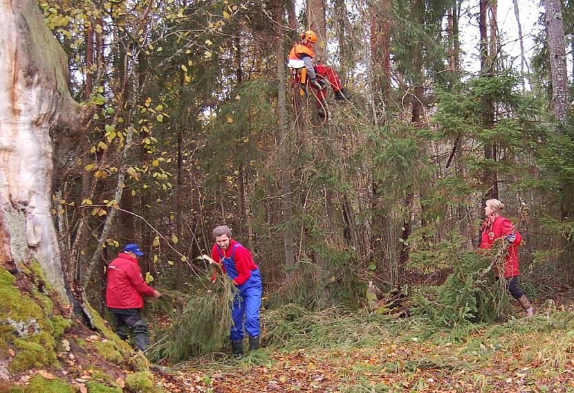 wwwizglabsimlv Autors: Izglabsim FOTO: Atdod saules gaismu Strēļu svētozolam