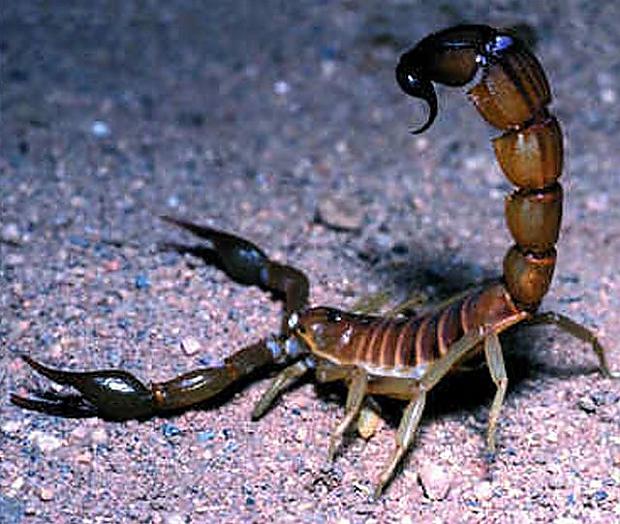 Skorpions Leiurus... Autors: mousetrap Top 10 indīgākie radījumi pasaulē