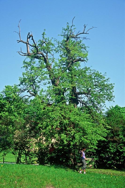 Kandavas bumbiere  Atrašanās... Autors: cheat Kurzemes lielakie koki (pirma dala)