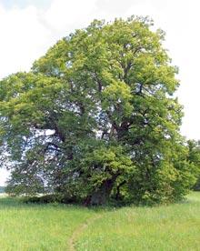 Aužuļu liepa Atrašanās vieta... Autors: cheat Kurzemes lielakie koki (pirma dala)