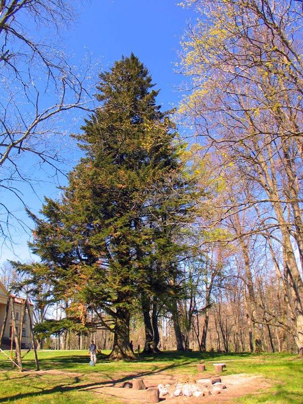 Īvandes baltegle  Atrašanās... Autors: cheat Kurzemes lielakie koki (pirma dala)