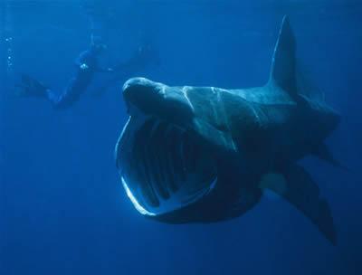9vietamilzu haizivs Pēc... Autors: PankyBoy 10 neglītākie okeāna mošķi