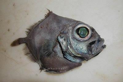 5vietaOreo dory Maza zivtele... Autors: PankyBoy 10 neglītākie okeāna mošķi