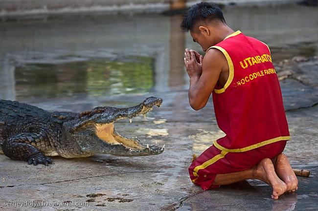 Lūgšana pirms trika Autors: Ivarocks Krokodilu šovs !