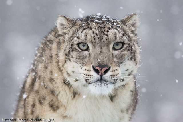 Sniega leopards kas pazīstams... Autors: Basshunter kur kavējas ziema?