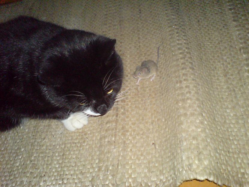 Autors: batars96 Mans kaķis VS pele