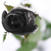 Melna roze nozīmē nāvi Autors: mashele1990 Rozes un to krāsu nozīme!!