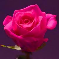 Tumši rozā roze saka  paldies Autors: mashele1990 Rozes un to krāsu nozīme!!