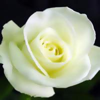 Balta roze izsaka debišķīgu... Autors: mashele1990 Rozes un to krāsu nozīme!!