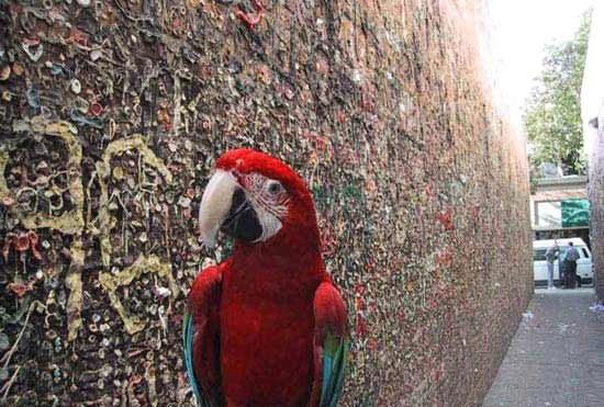  Autors: epg bubble gum alley