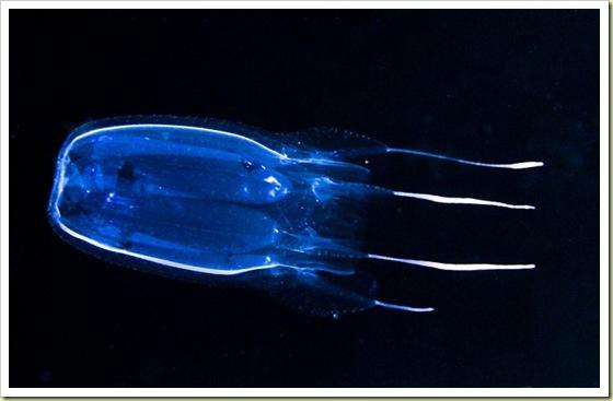 1vieta Kastes medūza Kopš... Autors: kanba 10 pasaulē indīgākie dzīvnieki!