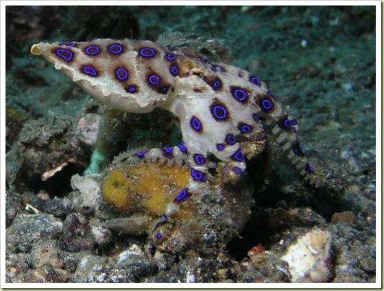 4vieta Zilogredzenu astoņkājis... Autors: kanba 10 pasaulē indīgākie dzīvnieki!