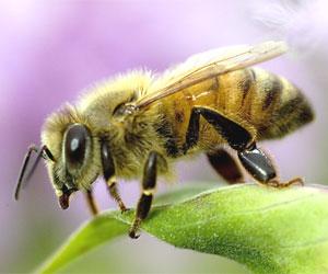 Medus bitēm uz acīm ir matiņi Autors: Fosilija Fakti, kurus, iespējams, nezināji.