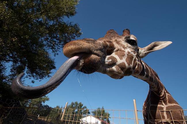 Žirafe var iztīrīt ausi ar... Autors: Fosilija Fakti, kurus, iespējams, nezināji.