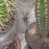 Mans zirneklis uz maniem kaktusiem